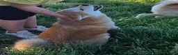 Akita Inu cani in vendita: Cucciolo Akita Inu Pedigree  - Annuncio 4
