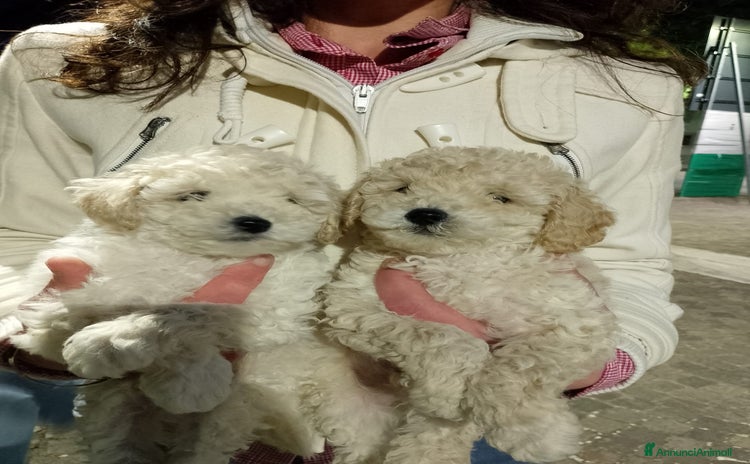 Barboncino cani a Provincia di Avellino - Annuncio 9