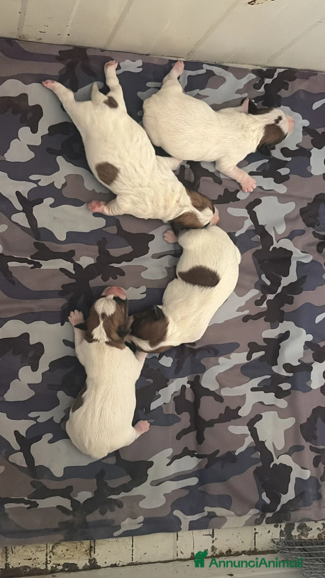 Jack Russell cani in vendita: Cucciolata del 12.06.2026 - Annuncio 2