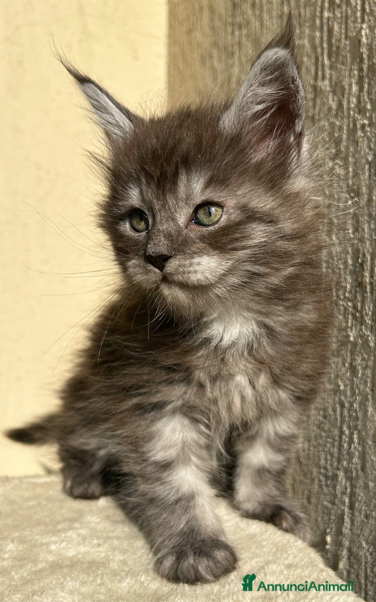 Maine Coon gatti Maine Coon  - Annuncio 24