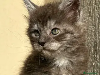 Maine Coon gatti Maine Coon - Annuncio 24