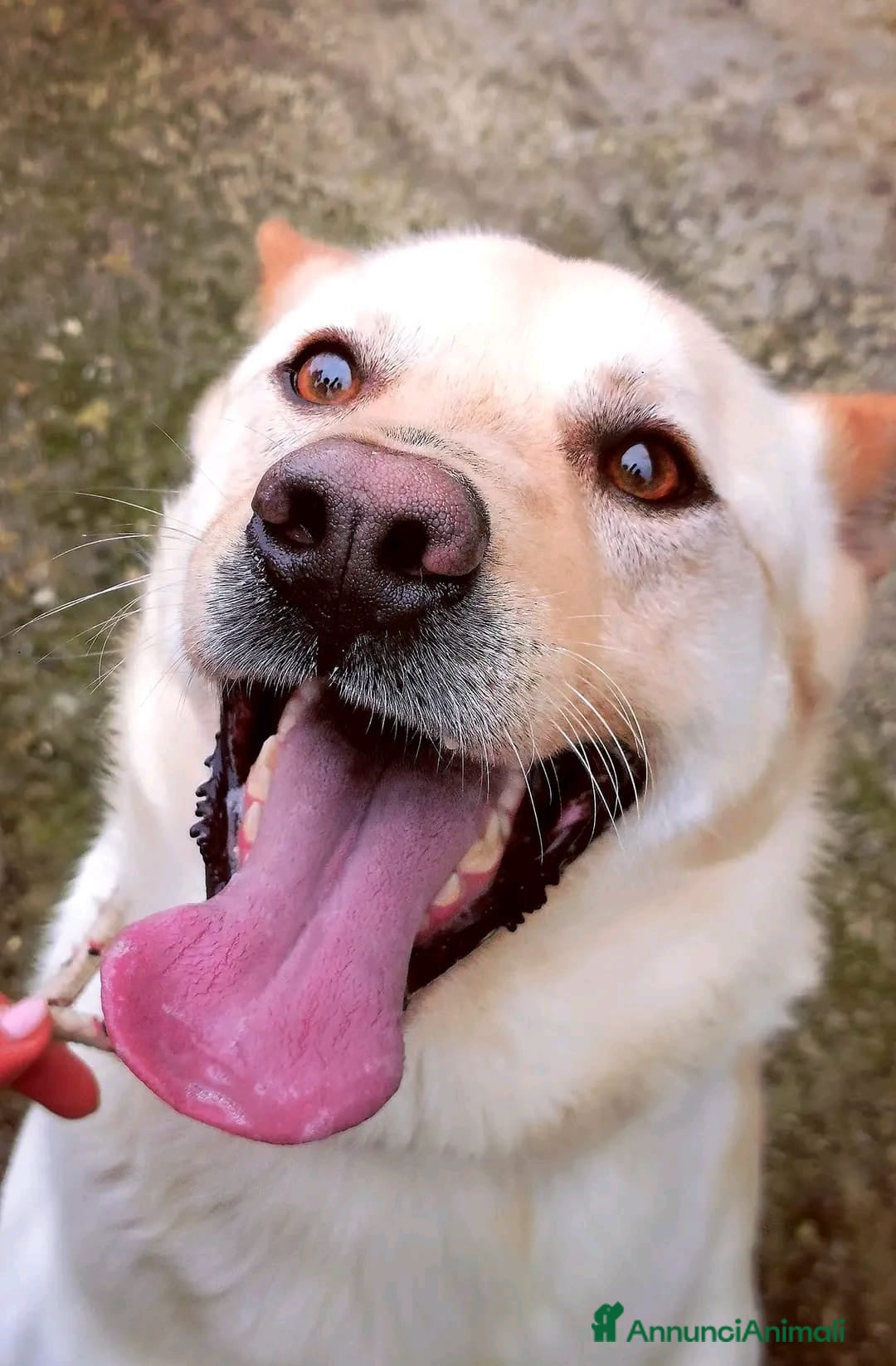 Meticcio cani in regalo: TAKESHI bravo socievole 30kg Trasferito!Calabria - Annuncio 2