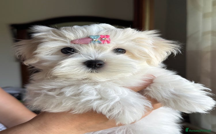 Maltese cani a Città Metropolitana di Venezia - Annuncio 3