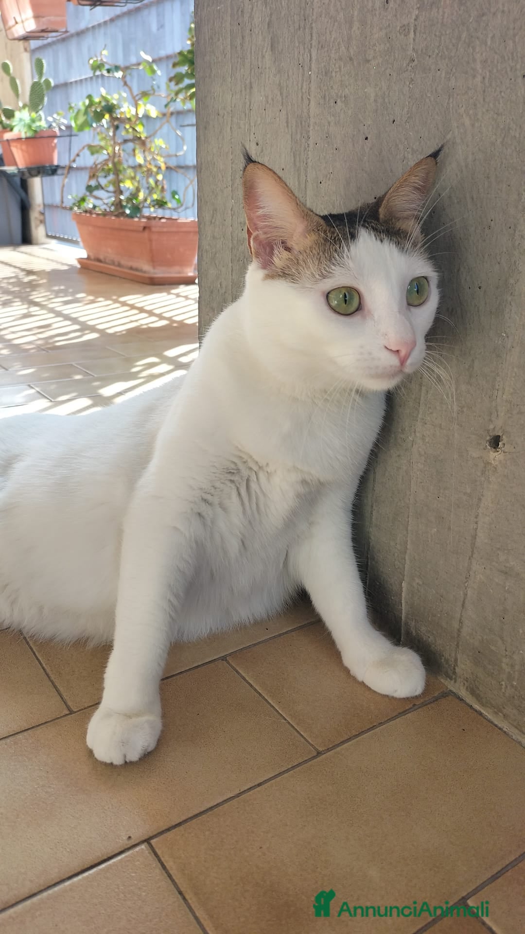 Meticcio gatti in regalo: Gerfild e Greta  - Annuncio 5