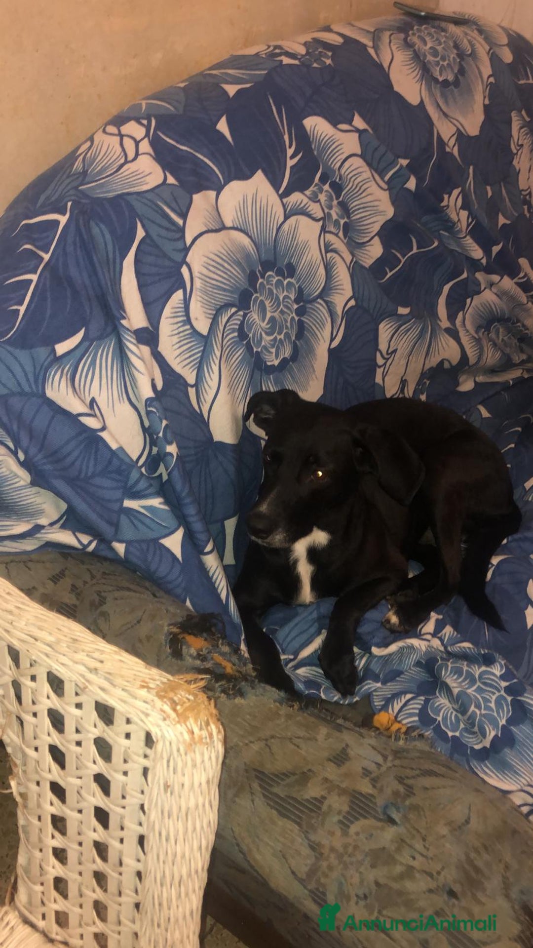 Meticcio cani in regalo: Adozione - Annuncio 3