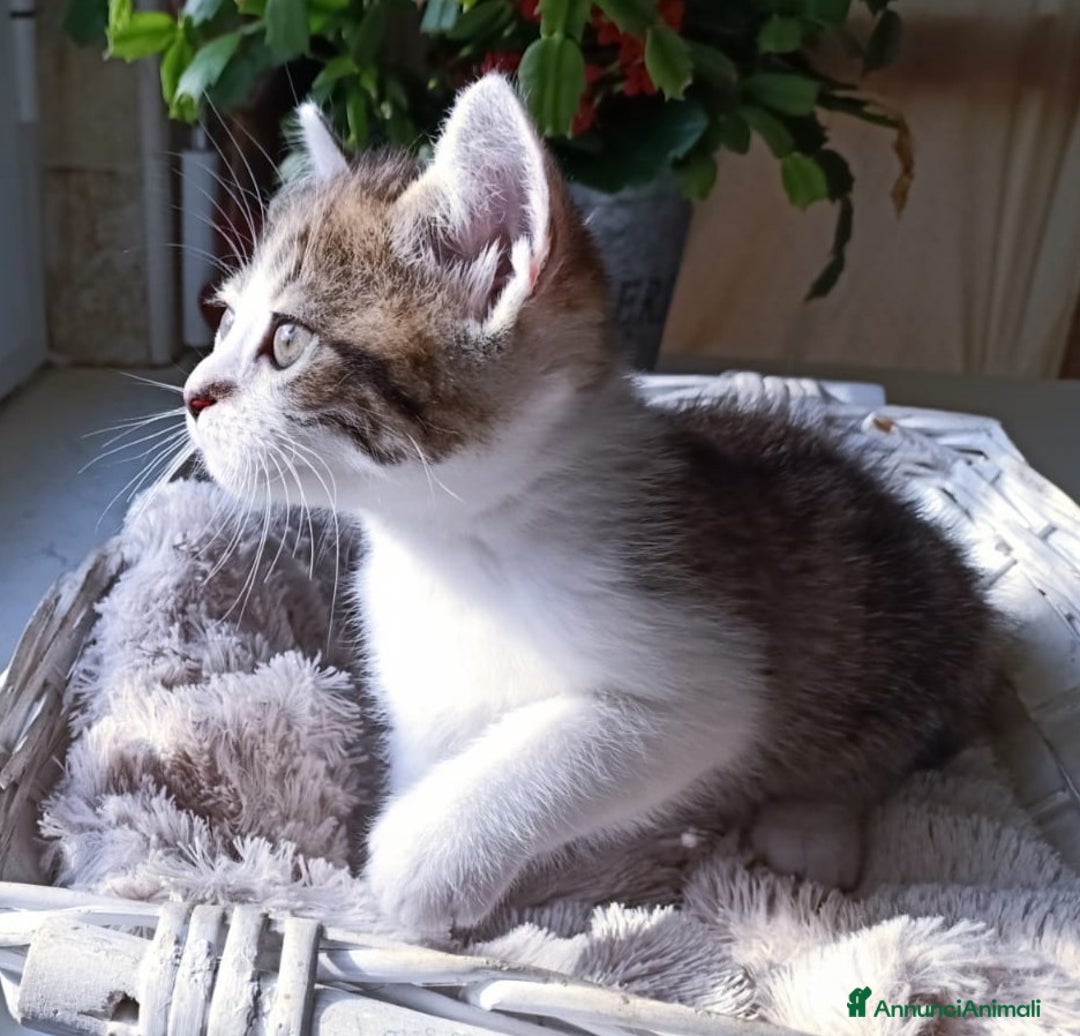 Persiano gatti in vendita: Gatto - Gattino persiano cucciolo maschio  a Provincia di Vercelli - Immagine 3