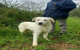 Meticcio cani in regalo: Ellen, un cane pronto a splendere a Città Metropolitana di Bari - Immagine 10