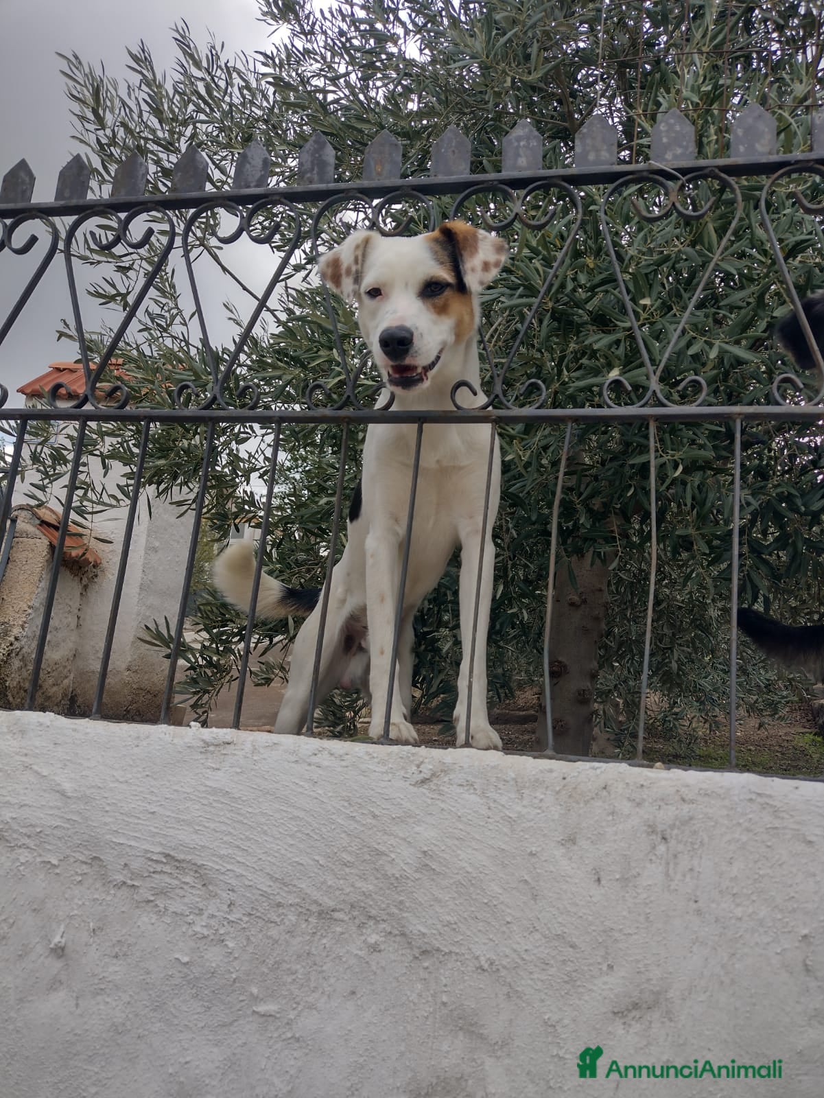 Meticcio cani Ciao a tutti da Robin (Catania) - Annuncio 2