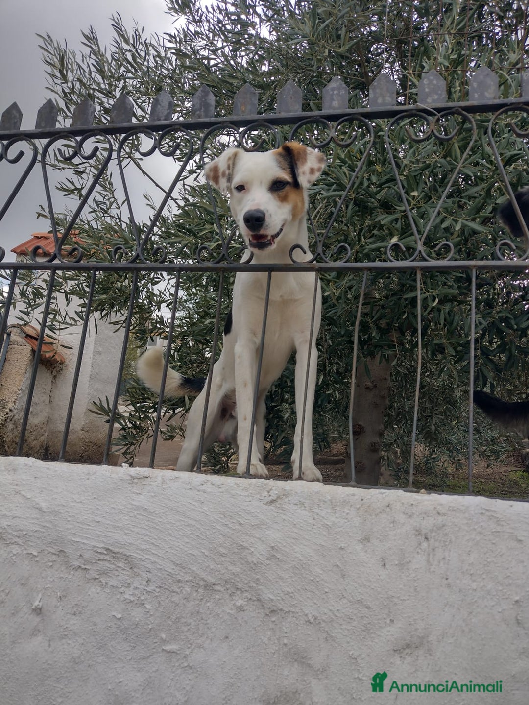 Meticcio cani in regalo: Ciao a tutti da Robin (Catania) - Annuncio 1