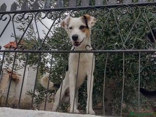 Meticcio cani Ciao a tutti da Robin (Catania) - Annuncio 2