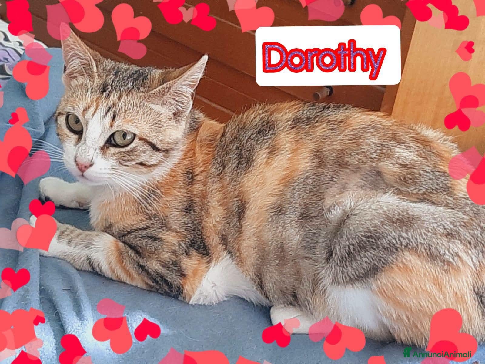 Europeo gatti UNA CASA PER LA DOLCISSIMA GATTINA DOROTHY - Annuncio 6