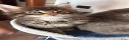 Maine Coon gatti in vendita: Cuccioli di Manine Coon disponibili da giugno - Annuncio 7