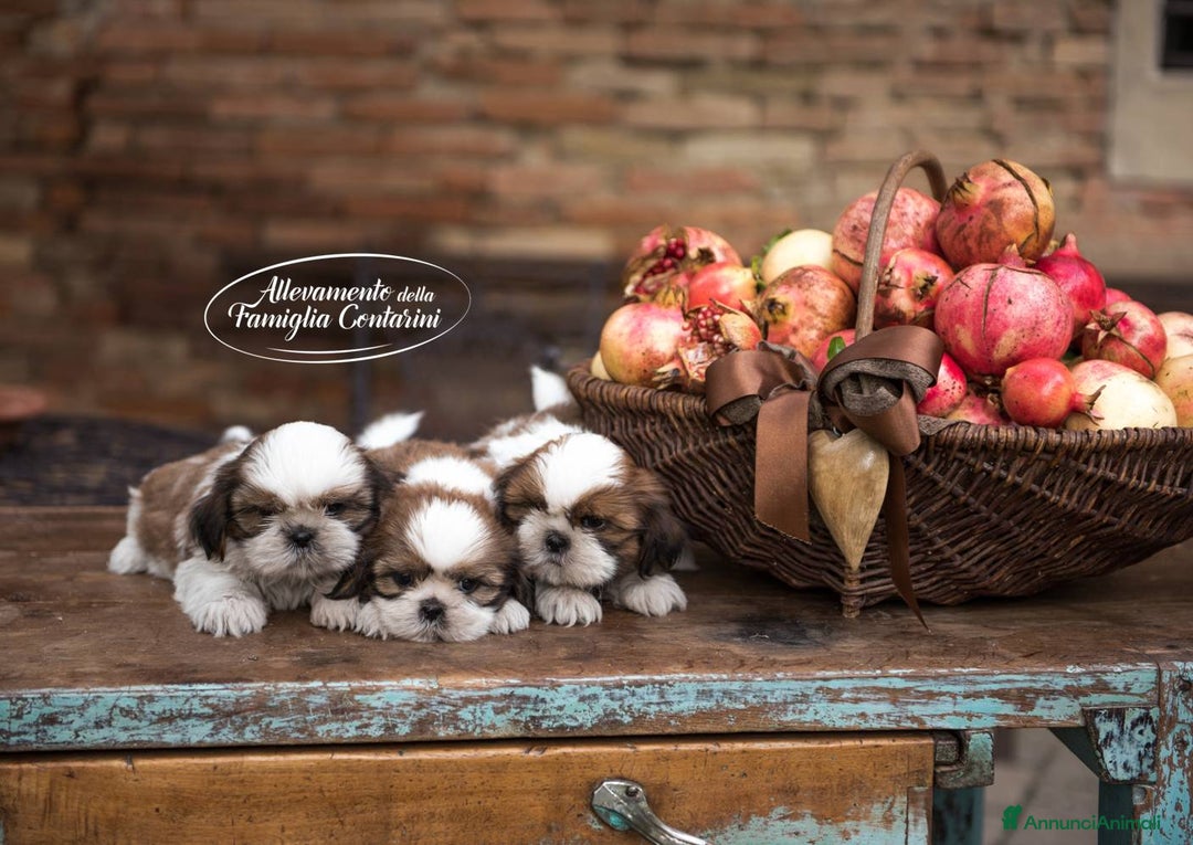 Shih Tzu cani in vendita: SHIHTZU CUCCIOLI STUPENDI <3 a Provincia di Padova - Immagine 4