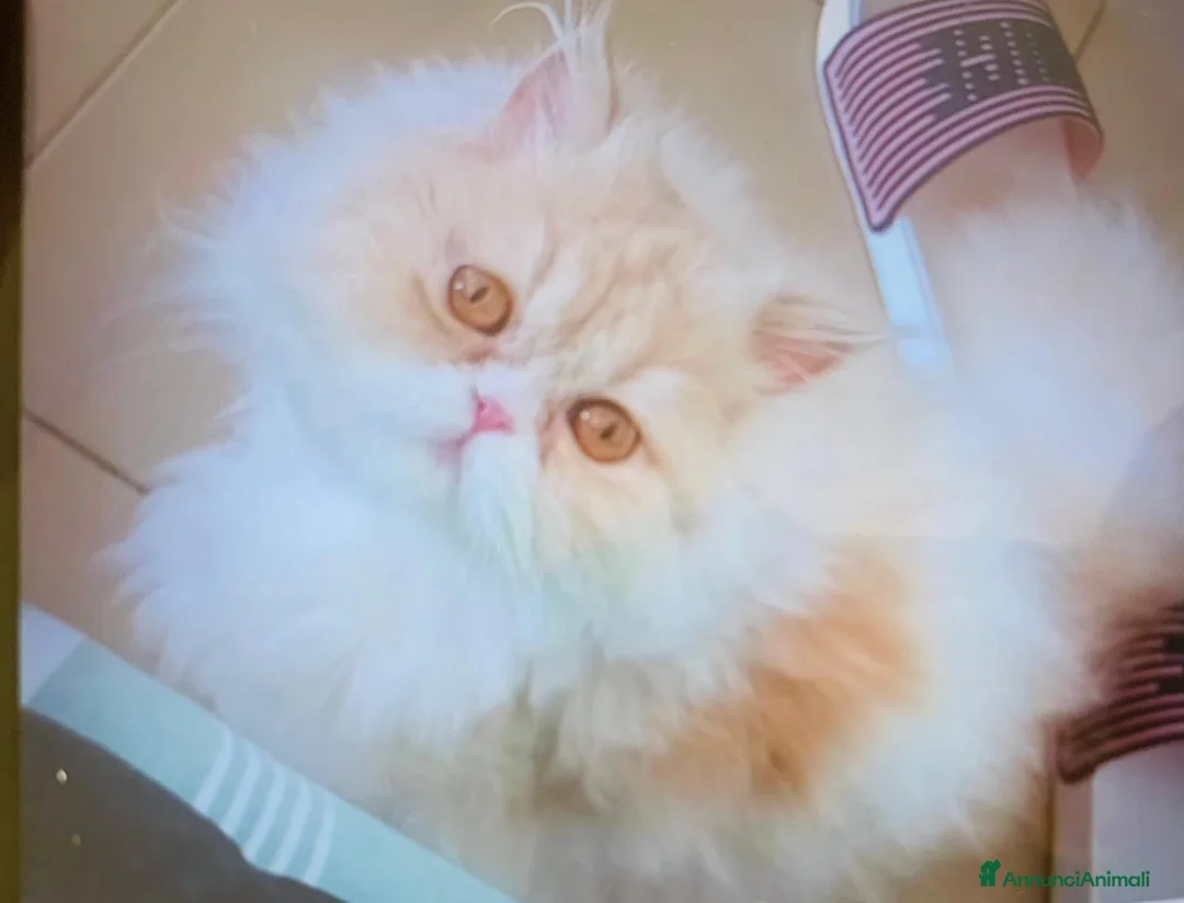 Persiano gatti in vendita: Cucciola di Persiano  - Annuncio 2