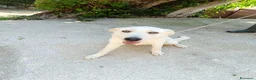 Meticcio cani in regalo: Cuccioli simil labrador  - Annuncio 3