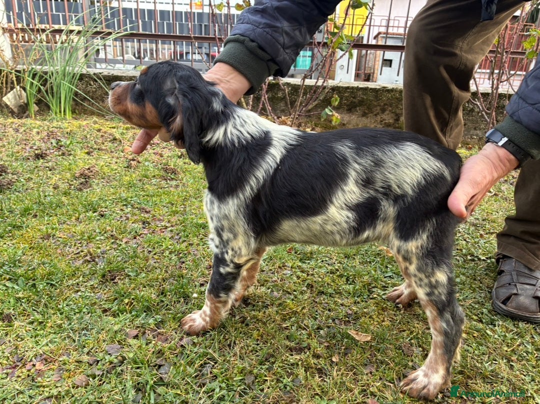 Breton cani in vendita: Disponibile cucciolo maschio di Épagneul Breton - Annuncio 4