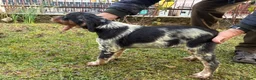 Breton cani in vendita: Disponibile cucciolo maschio di Épagneul Breton - Annuncio 4
