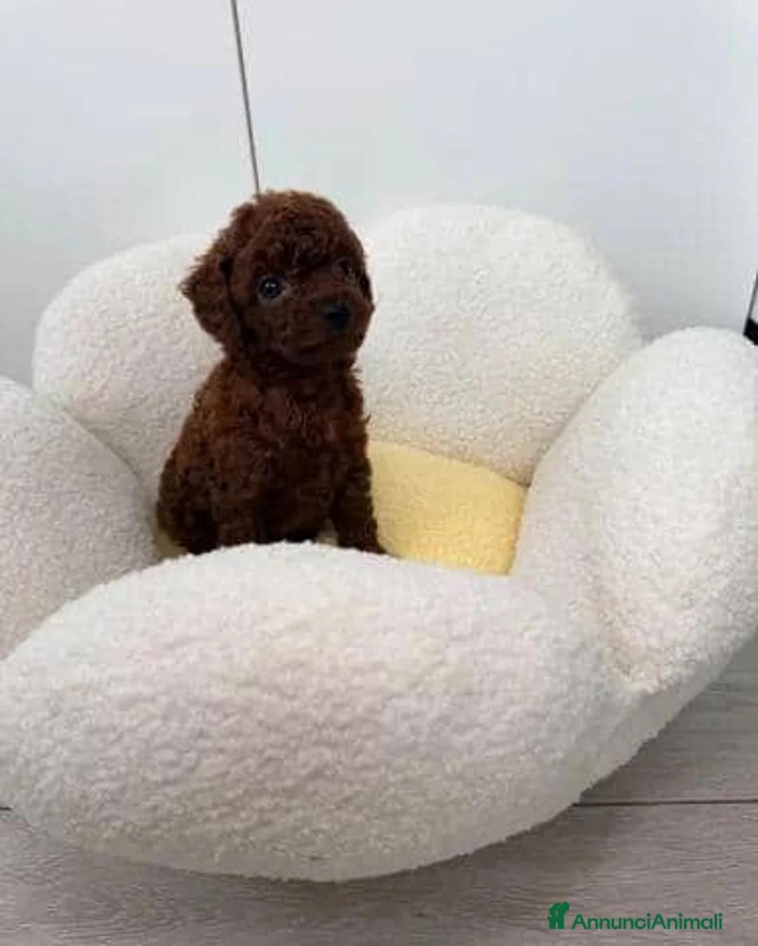 Barboncino Toy cani in vendita: Cuccioli di Barboncino Toy Teddy - Annuncio 2