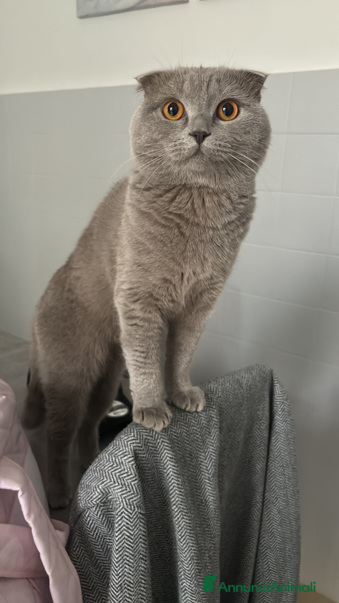 Scottish gatti per accoppiamento: Arturo Scottish fold, accoppiamento! - Annuncio 1