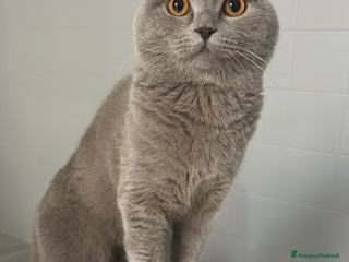 Scottish gatti Arturo Scottish fold, accoppiamento! - Annuncio 2