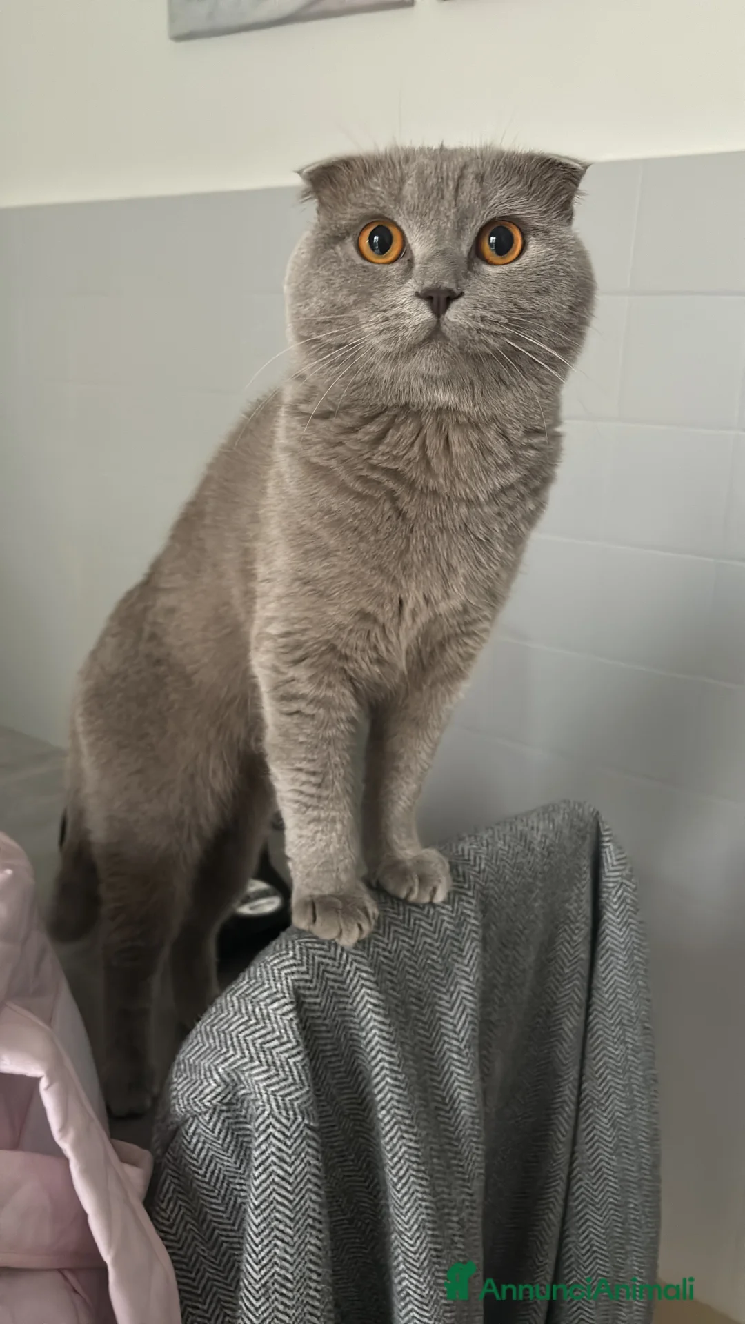 Scottish gatti per accoppiamento: Arturo Scottish fold, accoppiamento! - Annuncio 1