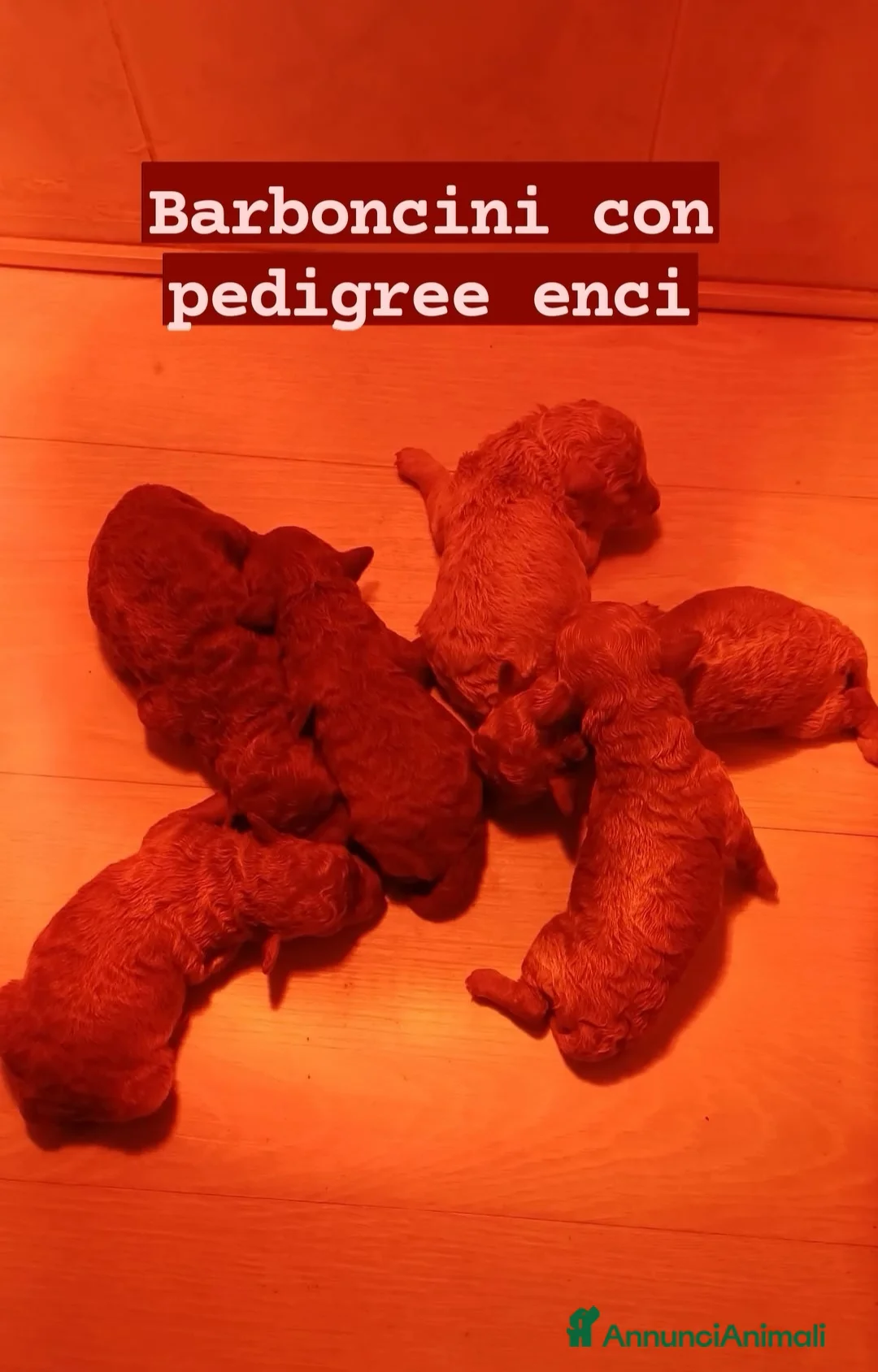 Barboncino Toy cani in vendita: Barboncini Toy con Pedigree Maschio e Femmina  - Annuncio 2