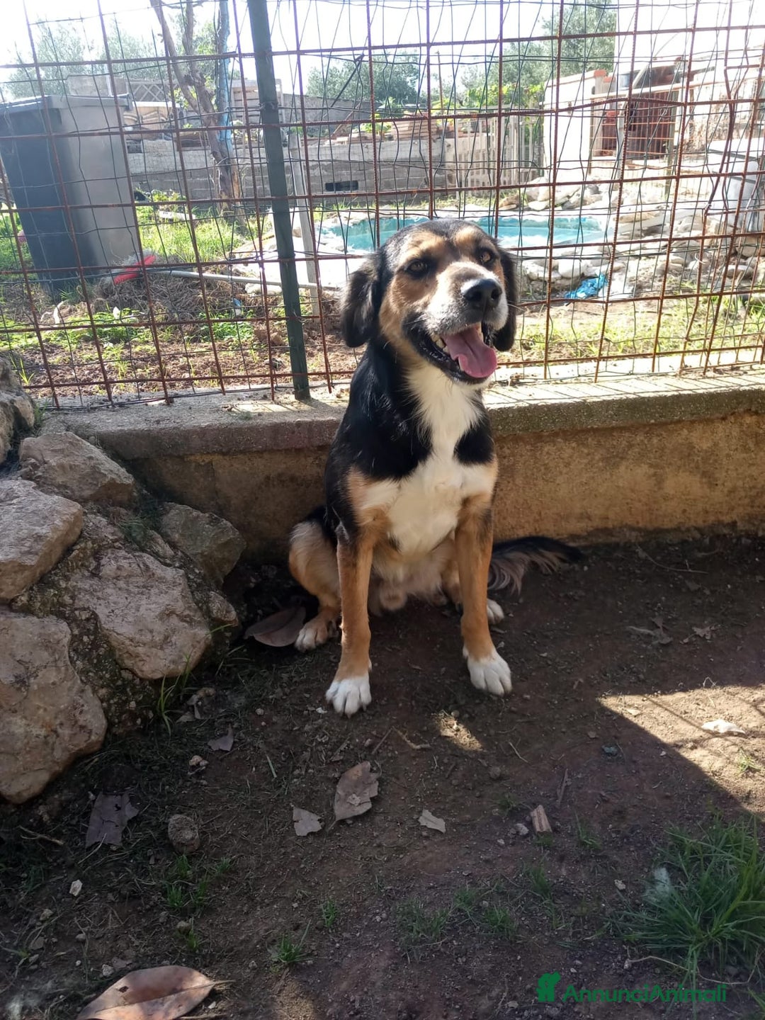 Meticcio cani in regalo: Gigio: 2 anni, socievole, equilibrato - Annuncio 8