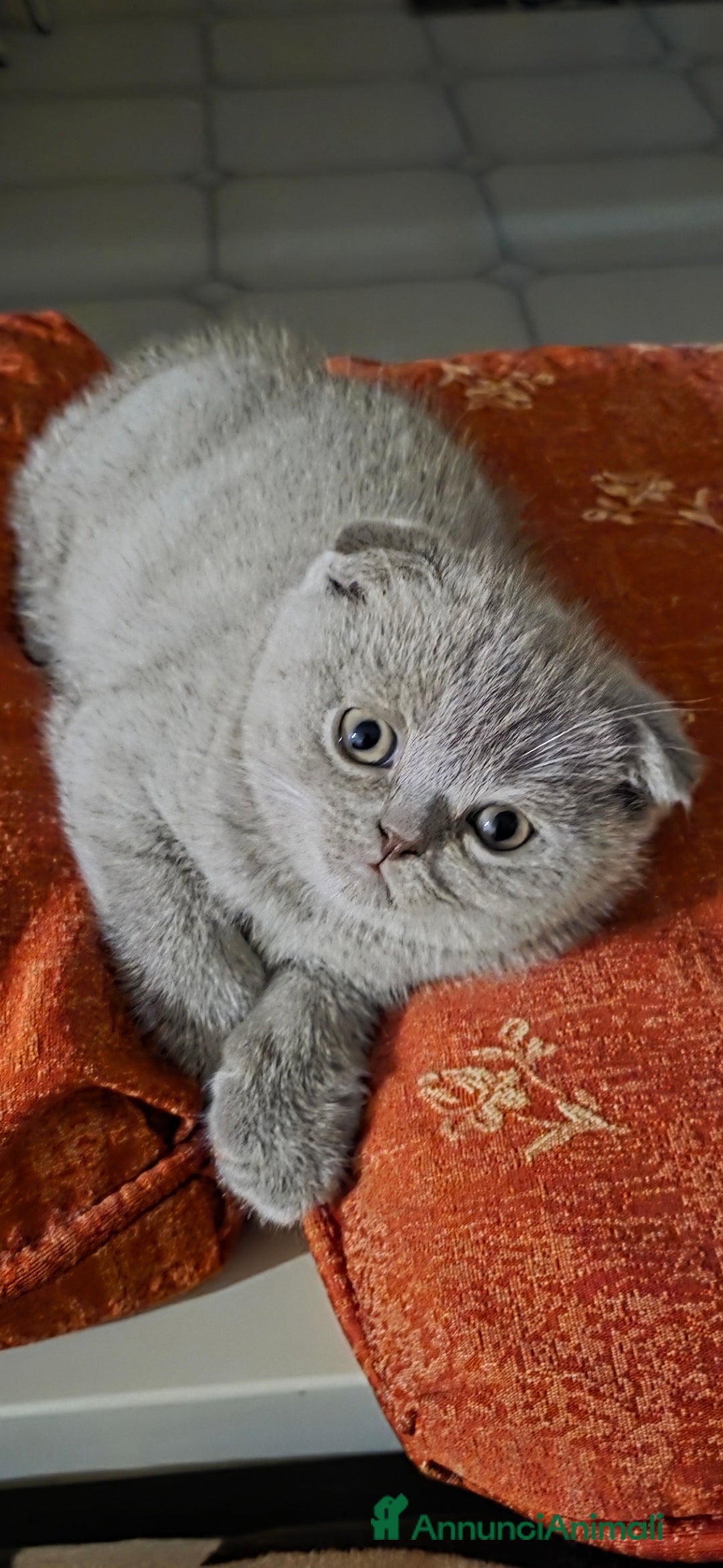 British gatti in vendita: British a Provincia di Biella - Immagine 11