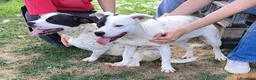Meticcio cani in regalo: Regina, una cucciola principessa - Annuncio 4