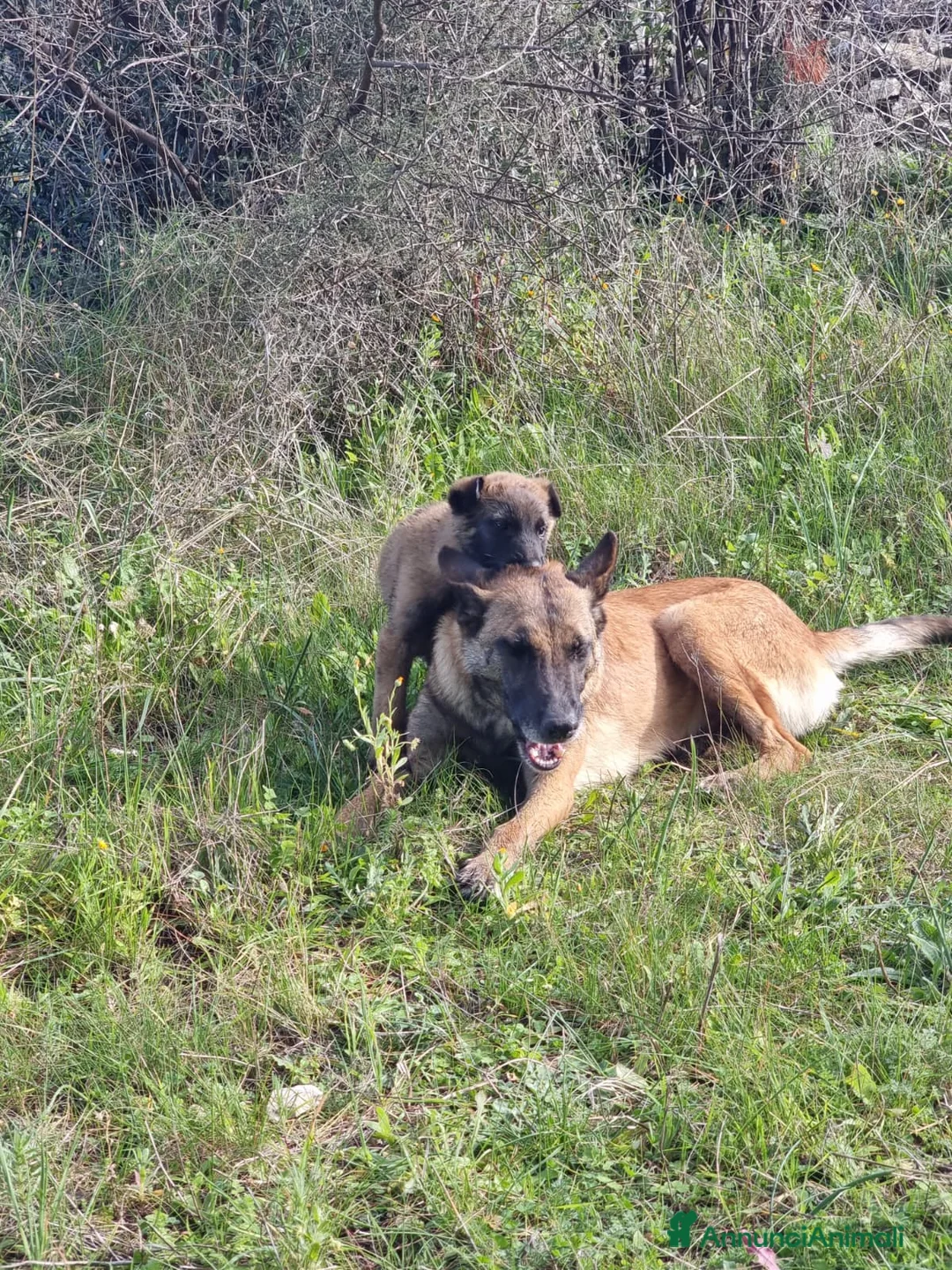 Pastore Belga cani in vendita: Cuccioli Pastore Belga Malinois in Italia a Città Metropolitana di Bari - Annuncio 5