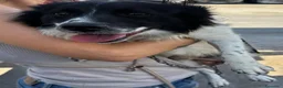 Meticcio cani in regalo: Scricciolo 8 kg, gioioso buono socievole - Annuncio 6