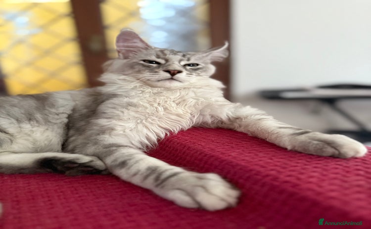 Maine Coon gatti a Città metropolitana di Roma Capitale - Annuncio 14