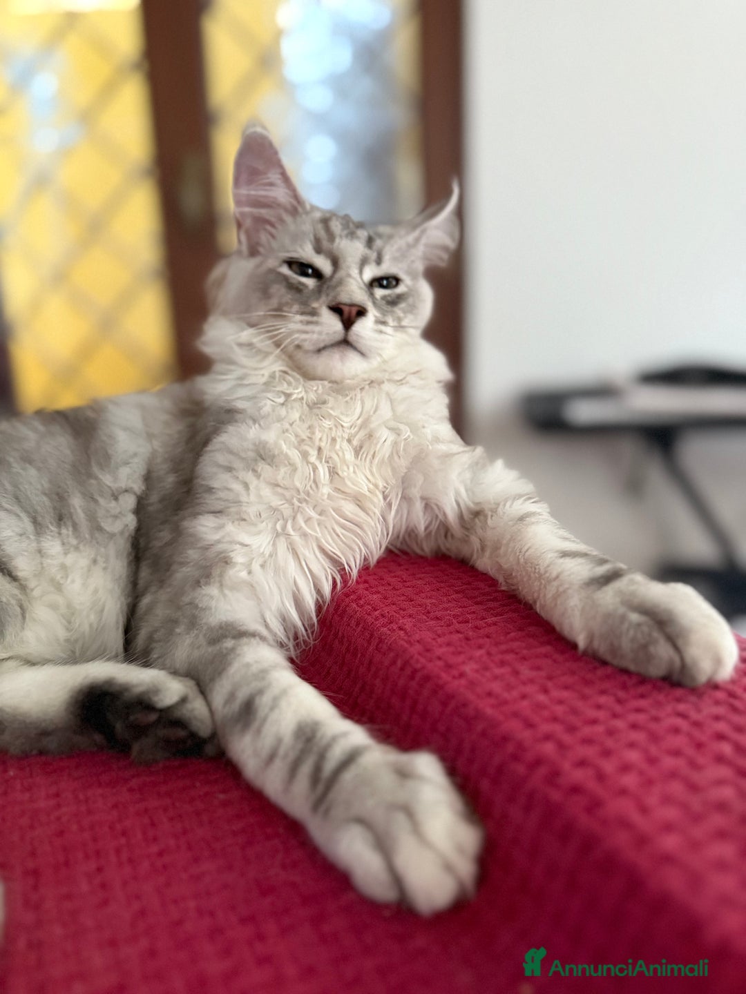 Maine Coon gatti in vendita: Gattini Maine coon disponibile da subito a Città metropolitana di Roma Capitale - Immagine 1