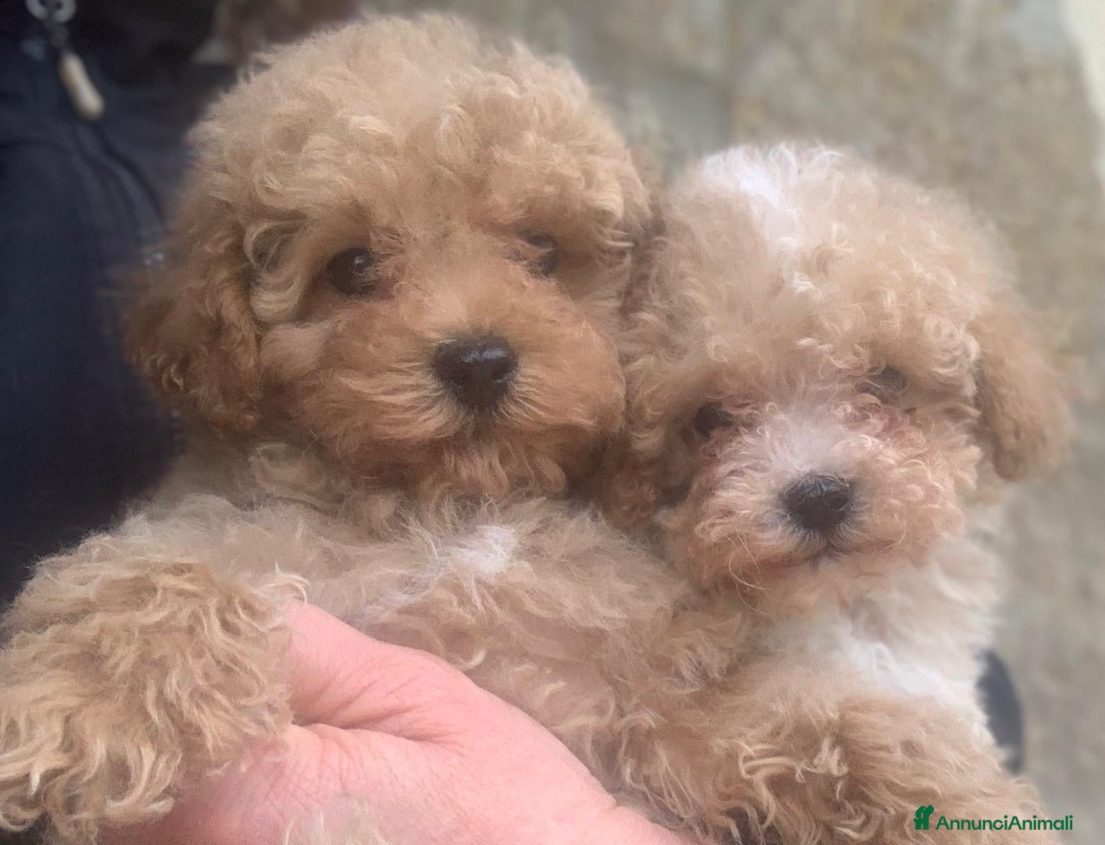 Barboncino Toy cani Barboncino toy crema - Annuncio 1