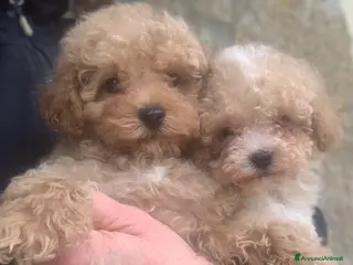 Barboncino Toy cani Barboncino toy crema - Annuncio 1