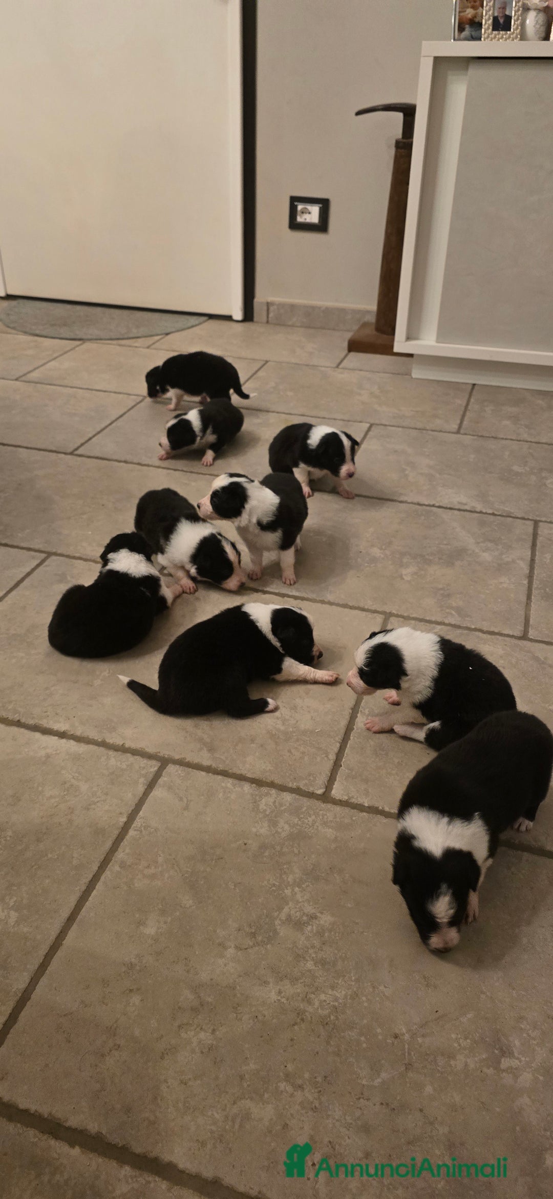 Border Collie cani in vendita: Cuccioli di border collie  - Annuncio 3