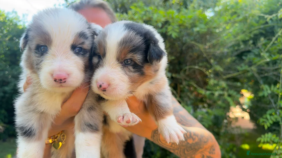 Australian Shepherd cani in vendita: cuccioli pastore australiano a Provincia di Benevento - Annuncio 4