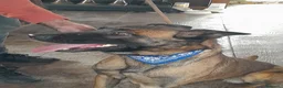 Pastore Belga cani in regalo: Akila, splendida Pastore Belga Malinois - Annuncio 6