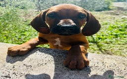 Rhodesian Ridgeback cani in vendita: Cuccioli pronti ad essere accolti  - Immagine 6