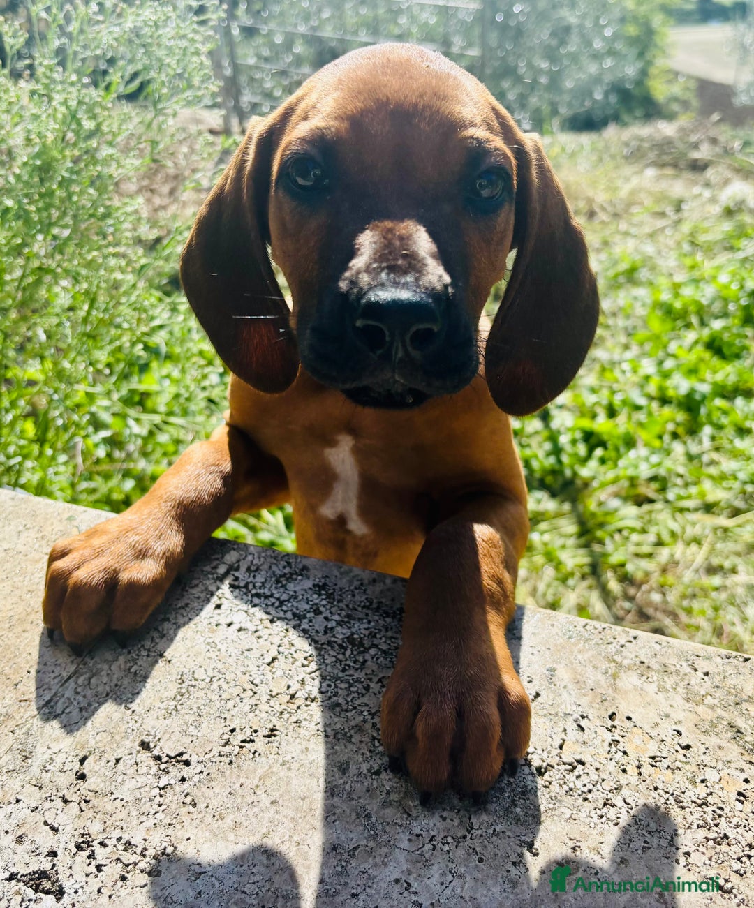 Rhodesian Ridgeback cani in vendita: Cuccioli pronti ad essere accolti  - Immagine 6