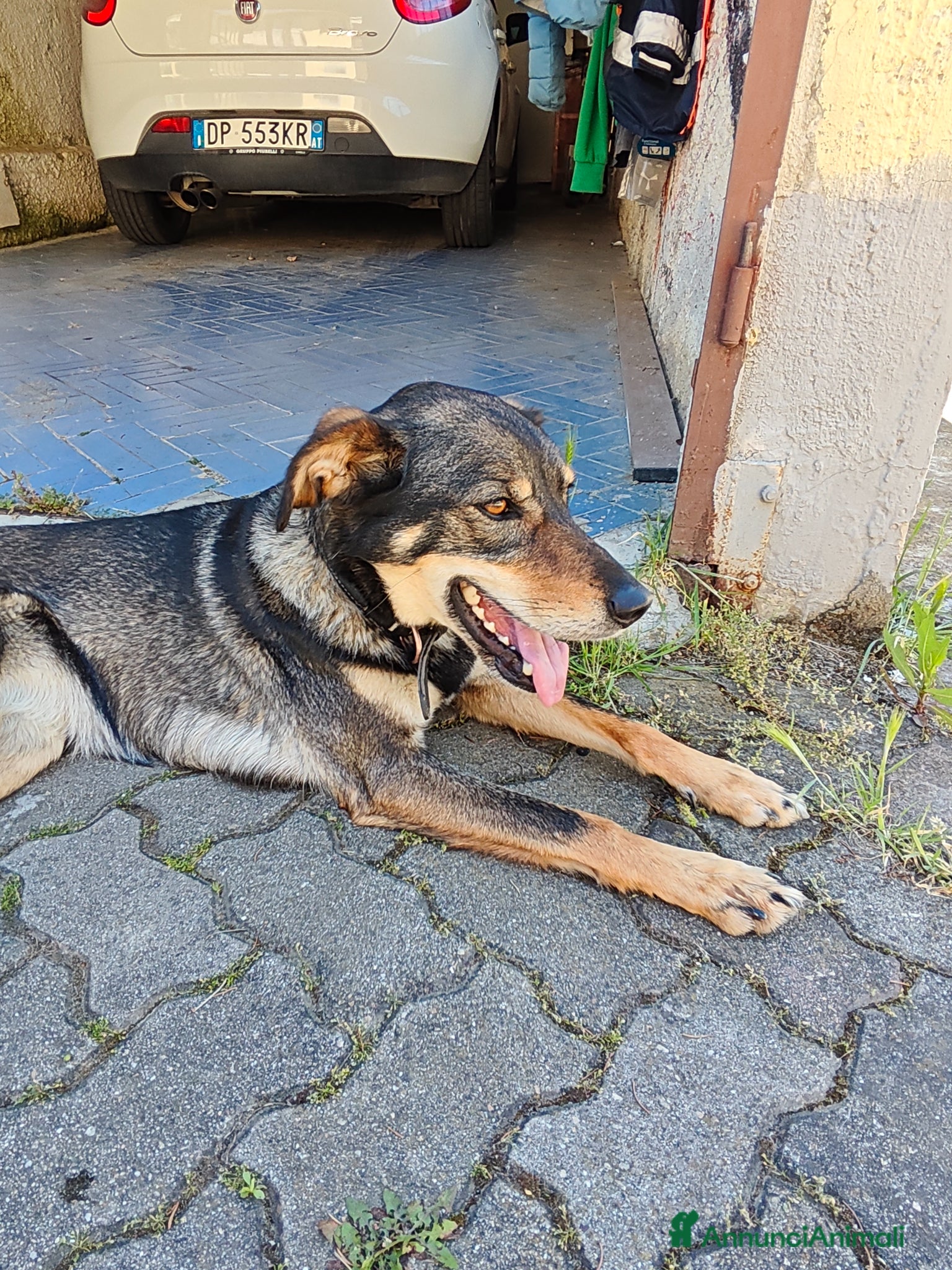 Meticcio cani Cessione per trasloco - Annuncio 15