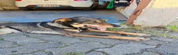 Meticcio cani in regalo: Cessione per trasloco a Provincia di Asti - Annuncio 1