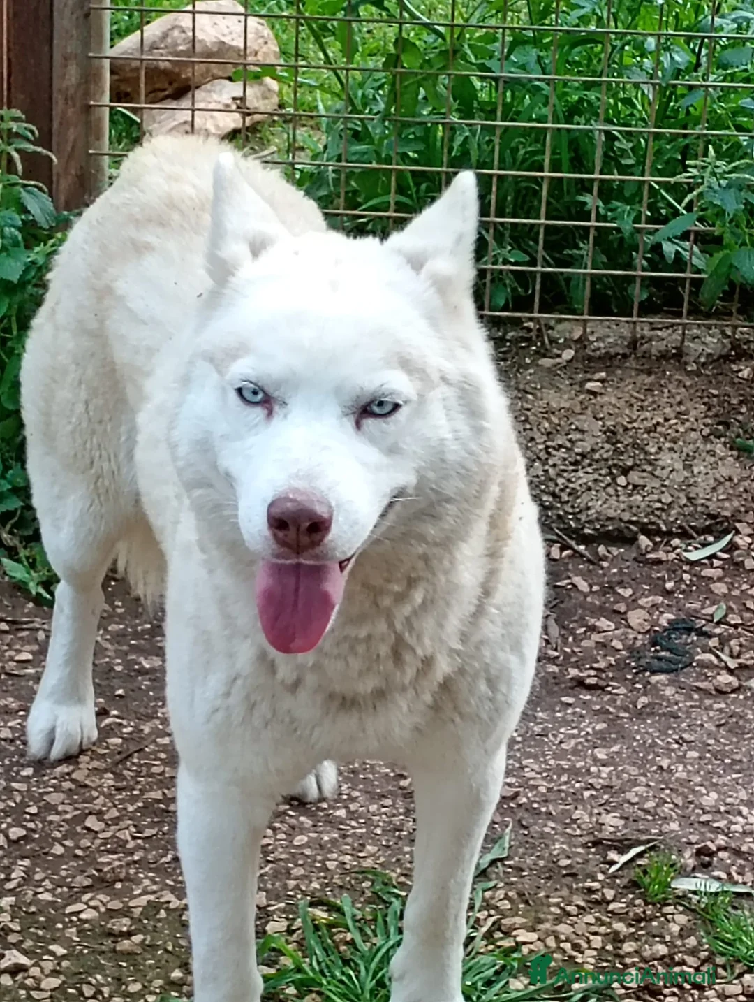 Husky cani in regalo: Masha splendida husky a Città Metropolitana di Bari - Annuncio 2