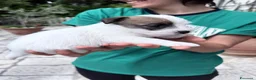 Jack Russell cani in vendita: Maschi disponibile per la prenotazione - Annuncio 15