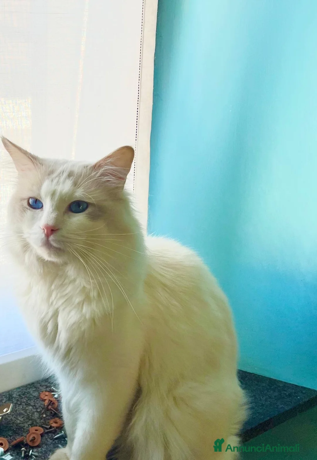 Ragdoll gatti in vendita: cucciolo ragdoll disponibile  - Annuncio 10