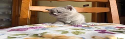 Scottish gatti in vendita: Cucciola di scottish straight lilac - Annuncio 2