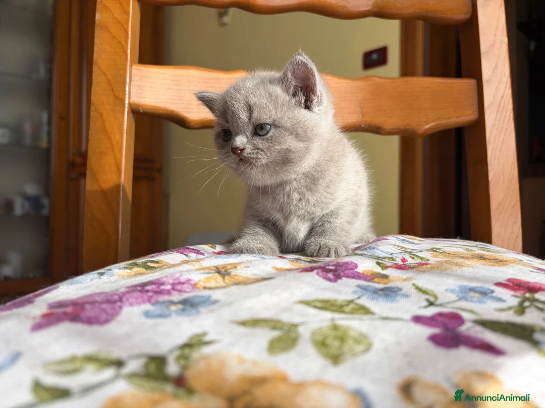Scottish gatti in vendita: Cucciola di scottish straight lilac - Annuncio 2
