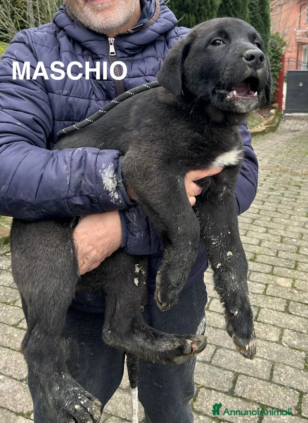 Pastore Asia Centrale cani in vendita: Cuccioli Pastore dell’Asia Centrale - Annuncio 6