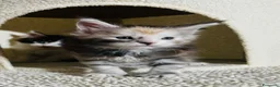 Maine Coon gatti in vendita: Maine coon con pedigree  - Annuncio 13