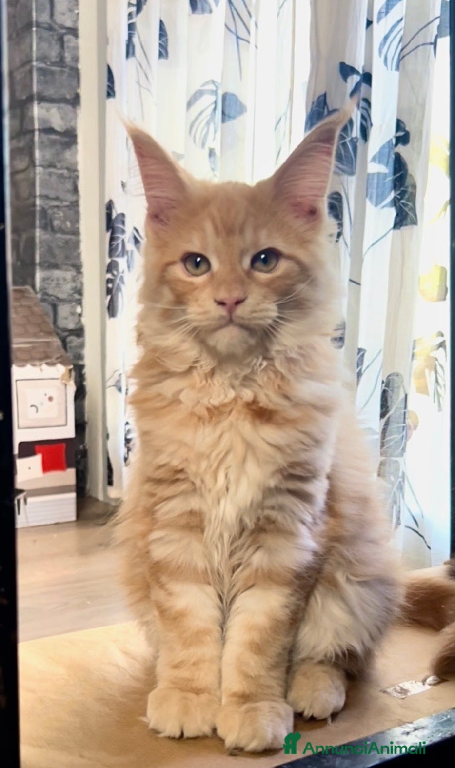 Maine Coon gatti Cucciolo di Maine Coon red, genitori testati - Annuncio 2